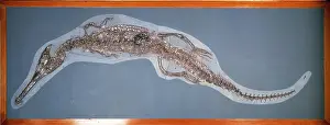 Crocodylomorpha: Steneosaurus bollensis
