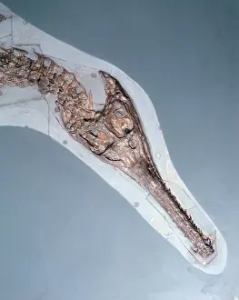 Crocodylomorpha: Steneosaurus bollensis