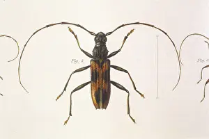 Beetles: STENOCHORUS GIGAS