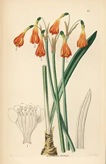 Amaryllis: Stenomesson aurantiacum