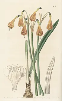 John Lindley: Stenomesson aurantiacum