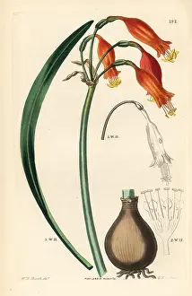 Miniata: Stenomesson miniatum
