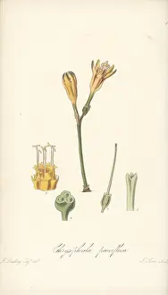 William Blackwood: Stenomesson pauciflorum