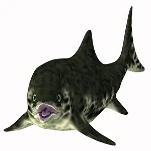 Ichthyosaur: Stenopterygius aquatic reptile, front view on