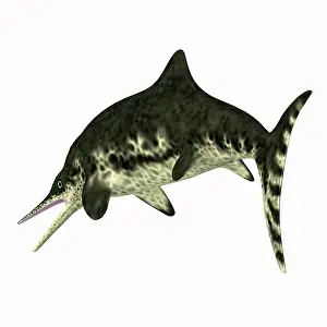 Ichthyosaur: Stenopterygius aquatic reptile, side view on white