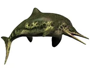 Ichthyosaur: Stenopterygius was an ichthyosaur from the Jurassic Period