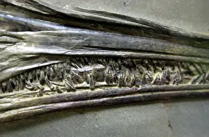 Stenopterygius: Stenopterygius quadriscissus, ichthyosaur