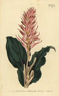 Speciosa: Stenorrhynchos speciosum orchid