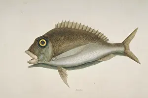 Porgy: Stenotomus chrysops, scup