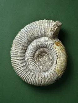 Inferior: Stephanoceras humphriesianum, ammonite