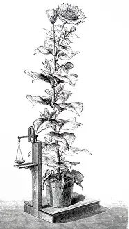 Rate: Stephen Hales (1677-1761) experiment, designed