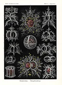 Astragalus: Stephoidea radiolaria or radiozoa