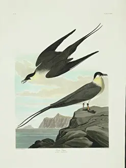 Long Tailed: Stercorarius longicaudus, long-tailed jaeger