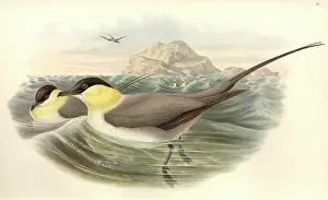 Streamer: Stercorarius longicaudus, long-tailed jaeger