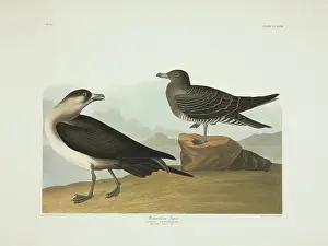 Skua: Stercorarius parasiticus, parasitic jaeger
