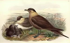 Webbed: Stercorarius parasiticus, parasitic jaeger