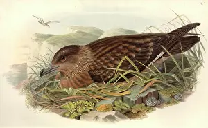 Skua: Stercorarius skua, great skua