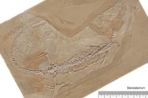 Palaeo: Stereosternum