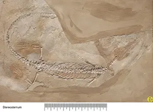 Palaeo: Stereosternum