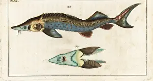 Sturgeon: Sterlet sturgeon, Acipenser ruthenus