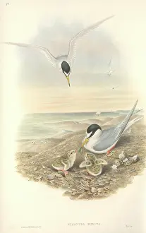 Sterna: Sterna albifrons, little tern