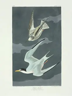 Immature: Sterna antillarum, least tern