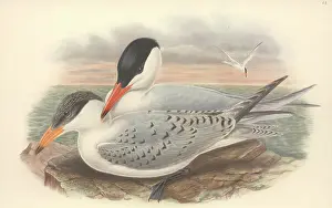 Sterna: Sterna caspia, Caspian tern