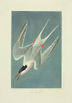 Sterna: Sterna dougallii, roseate tern