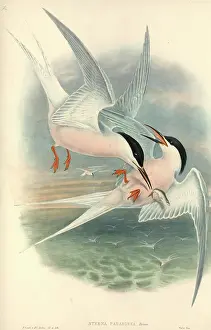 Sterna: Sterna dougallii, roseate tern