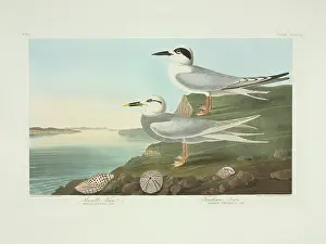 Brow: Sterna forsteri, Forster's tern, Sterna trudeaui, Trudeau's