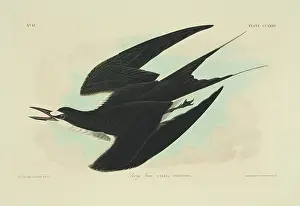 Sooty: Sterna fuscata, sooty tern