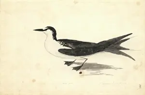 Sooty: Sterna fuscata, sooty tern