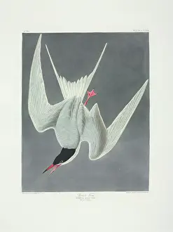 Sterna: Sterna hirundo, common tern