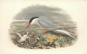 Sterna: Sterna hirundo, common tern