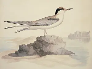 Sterna: Sterna hirundo, common tern