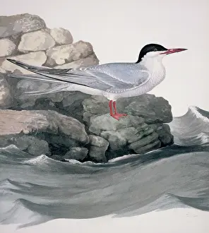 Webbed: Sterna hirundo, common tern