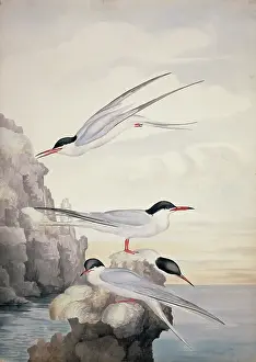 Locomotion: Sterna hirundo, common tern