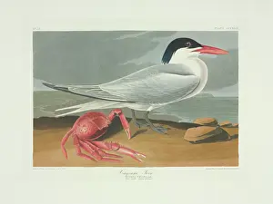 Maxima: Sterna maxima, royal tern