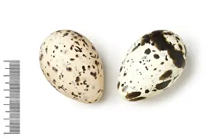 Mottled: Sterna maxima, royal tern