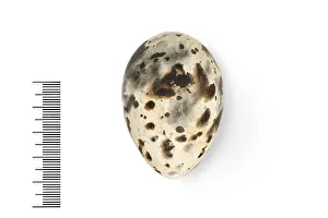Maxima: Sterna maxima, royal tern