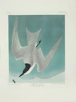 Sterna: Sterna nilotica, gull-billed tern