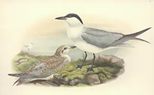 Immature: Sterna nilotica, gull-billed tern