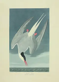 Sterna: Sterna paradisaea, Arcitc tern