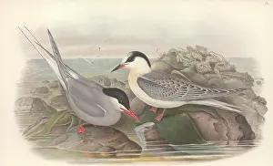 Sterna: Sterna paradisaea, Arctic tern