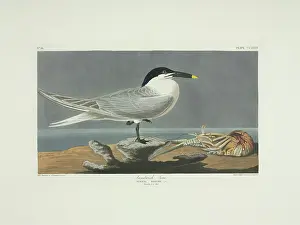 Crayfish: Sterna sandvicensis, Sandwich tern