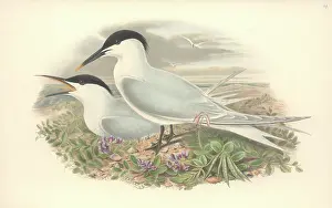 Sterna: Sterna sandvicensis, Sandwich tern