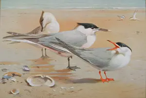 Webbed: Sterna sandvicensis, sandwich tern, Sterna hirundo, common t