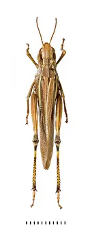 Grasshopper: Stethophyma grossum, large marsh grasshopper