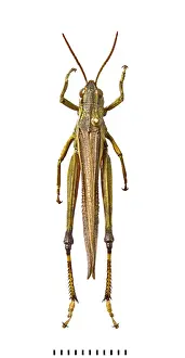 Grasshopper: Stethophyma grossum, large marsh grasshopper