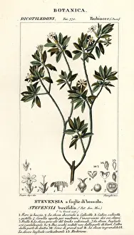 Buxifolia: Stevensia buxifolia